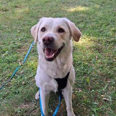 Hundetreffen-Gemeinsame Spaziergänge/Training/Spiel-Bild
