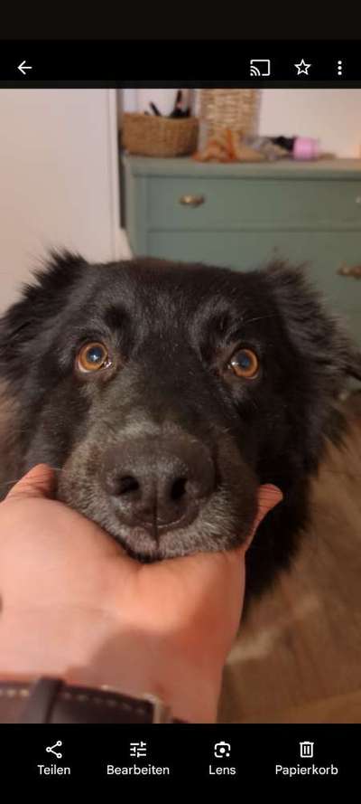 Hundetreffen-Hundefreunde gesucht-Bild