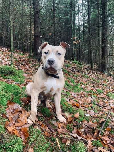 Hundetreffen-Toben mit Symba-Bild