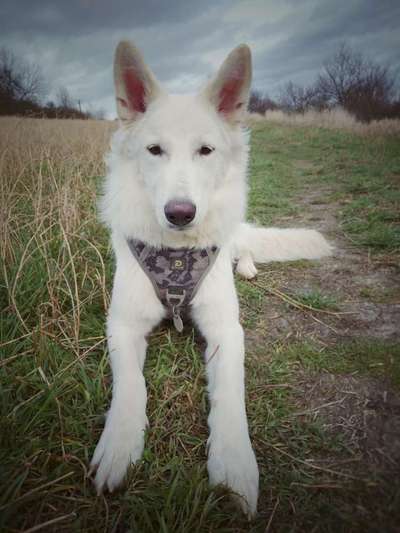 Wie heißt dein Hund?-Beitrag-Bild