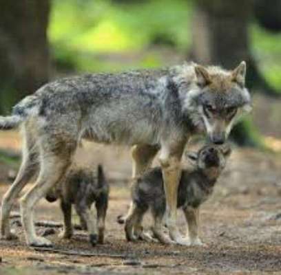 Wie heißt dein Hund?-Beitrag-Bild