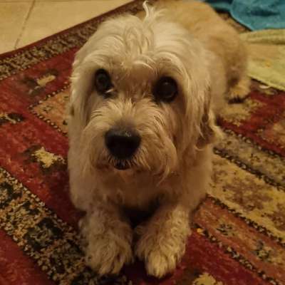 Dandie Dinmont Terriet-Beitrag-Bild