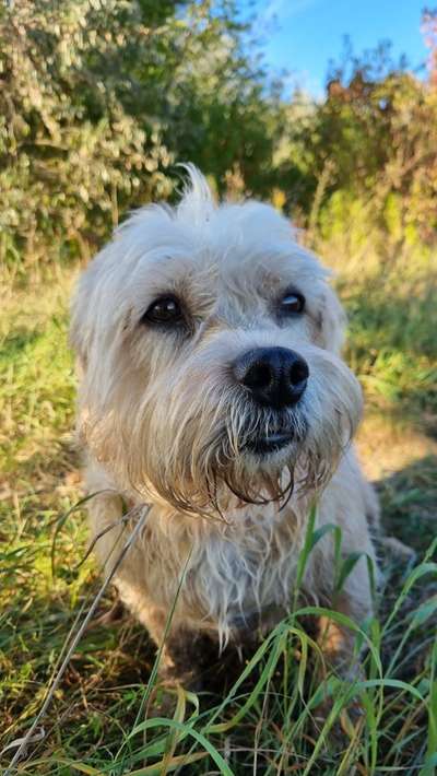 Diätfutter - ohne Kartoffel und Getreide-Beitrag-Bild