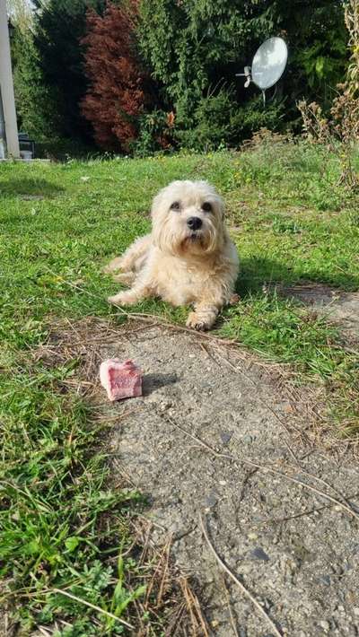 Dandie Dinmont Terriet-Beitrag-Bild