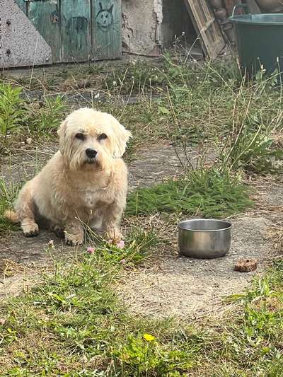 Dandie Dinmont Terriet-Beitrag-Bild