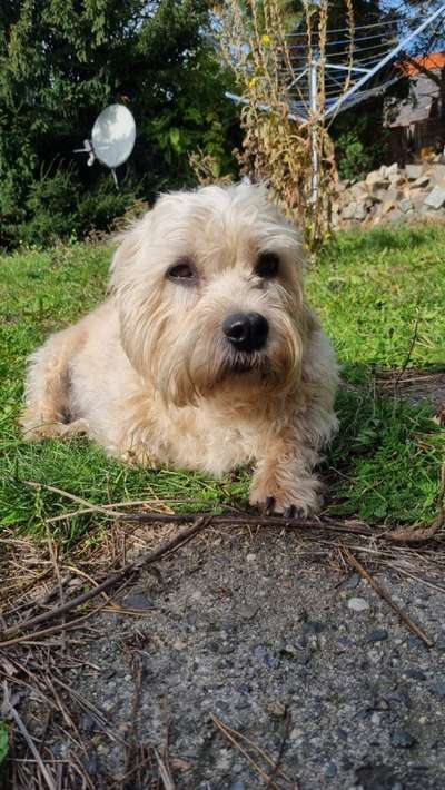 Dandie Dinmont Terriet-Beitrag-Bild