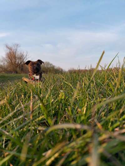 Fotochallenge No. 26                                     Wald und Wiese-Beitrag-Bild