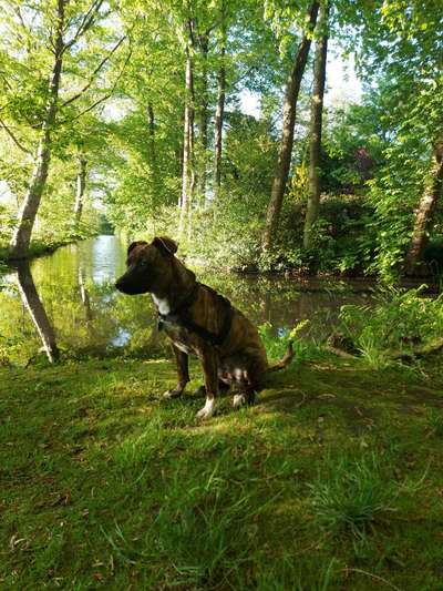 Die Dogorama Monats Challenge "Es grünt und blüht"-Beitrag-Bild