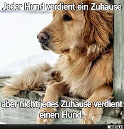 Schlagende Hundebesitzer-Beitrag-Bild