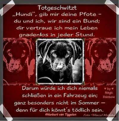 Hund im Backofen!!! Todesfalle Auto...-Beitrag-Bild
