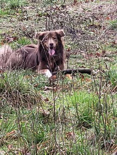 Fotosammlung: ,,Der natürliche Hund" Unbearbeitet, ungestellt und in Natura-Beitrag-Bild