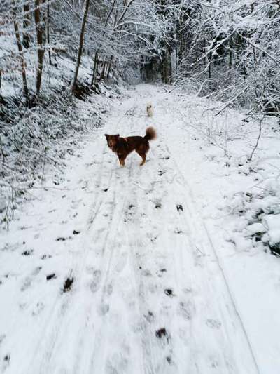 Dogorama Photo Challenge - Winterstimmung-Beitrag-Bild