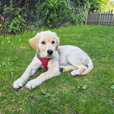Hundetreffen-Welpentreffen-Bild