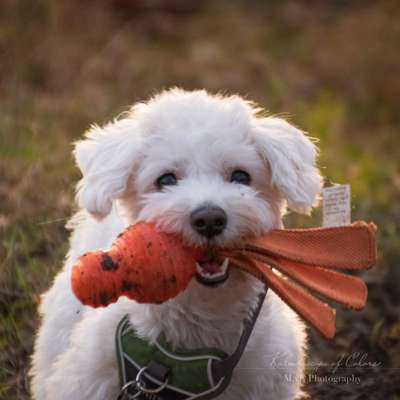 Hundetreffen-Spiel- und Gassitreffen-Bild