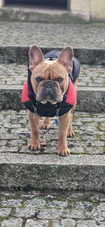 Französische Bulldoggen-Beitrag-Bild