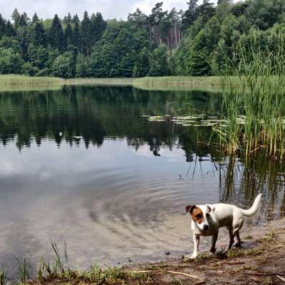 Hundetreffen-Regelmäßige HUNDERUNDEN oder Badeausflüge-Bild