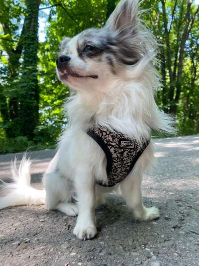 Reinrassige Hunde?-Beitrag-Bild