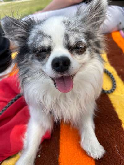 TierschutzhundeStammtisch🐕-Beitrag-Bild