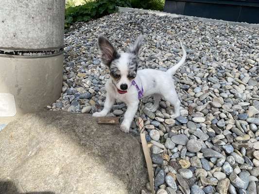 Dogorama Photo Challenge - Gassipause-Beitrag-Bild