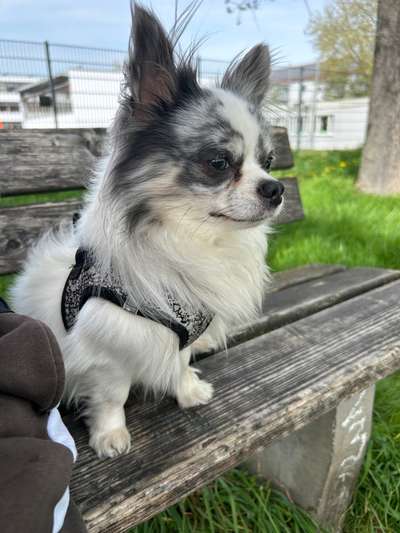 Hundetreffen-Gassirunde der Wertach entlang-Bild