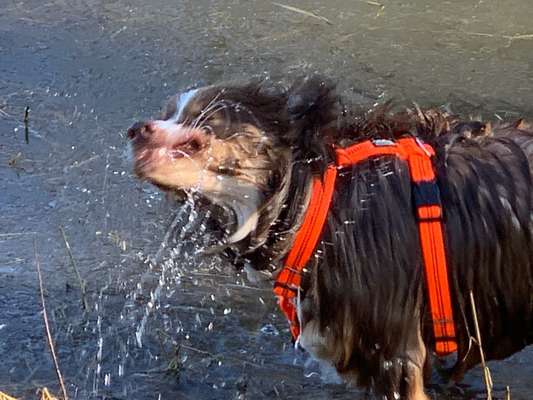 Dogorama-Monats-Challenge-Mai "Wasser"-Beitrag-Bild