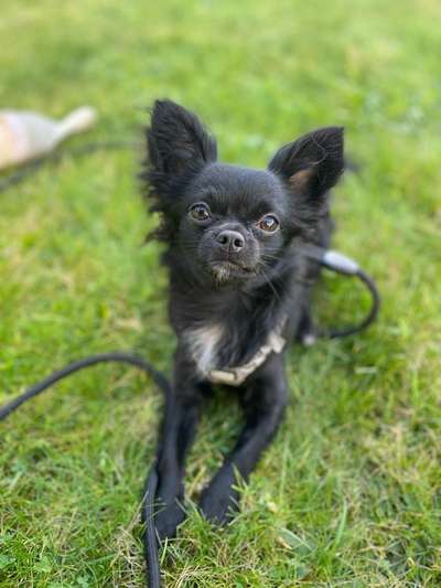 Hundetreffen-spielen&spazieren-Bild