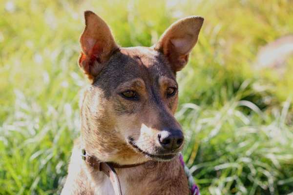 Wo habt ihr eure Hunde her ?-Beitrag-Bild