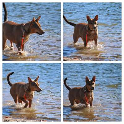 Zeigt mal die schönsten Bilder von euren Hunden !-Beitrag-Bild