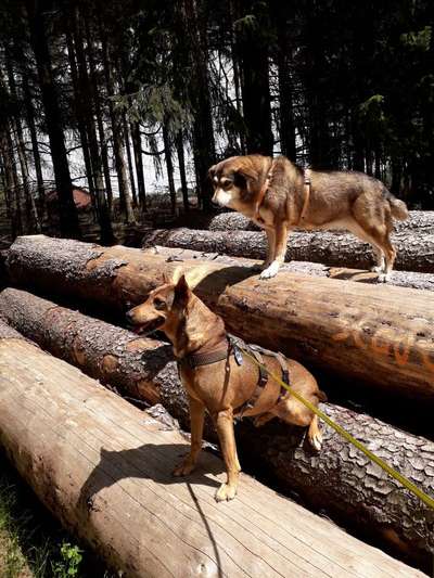 Bester Freund, Hundekumpel - zeigt her!-Beitrag-Bild