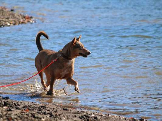 Die Dogorama Wochen Challenge: “Dein Hund im Urlaub”-Beitrag-Bild