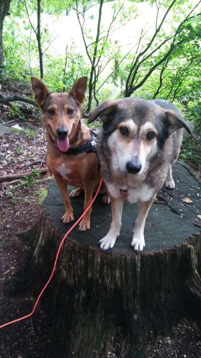 Bester Freund, Hundekumpel - zeigt her!-Beitrag-Bild