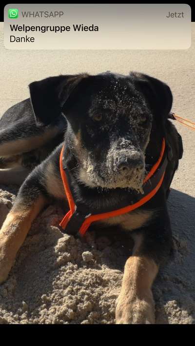 Urlaub mit Hund in Dänemark-Beitrag-Bild