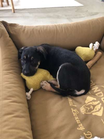 Welpen Bilder !-Beitrag-Bild