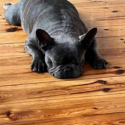 Hundetreffen-Suche Bully zum Playdate-Bild