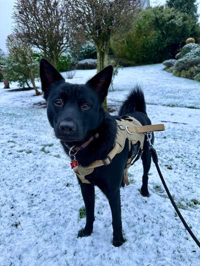 Hundetreffen-Spielen und Gassi gehen, Sozialkontakt pflegen-Bild
