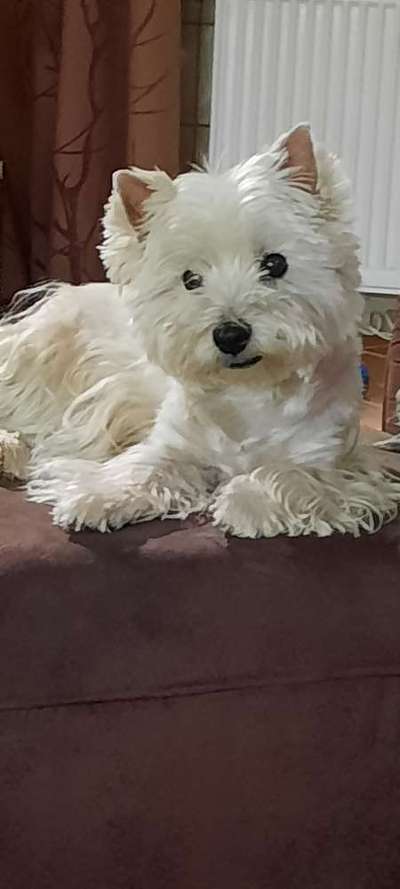 Westhighland white Terrier-Beitrag-Bild