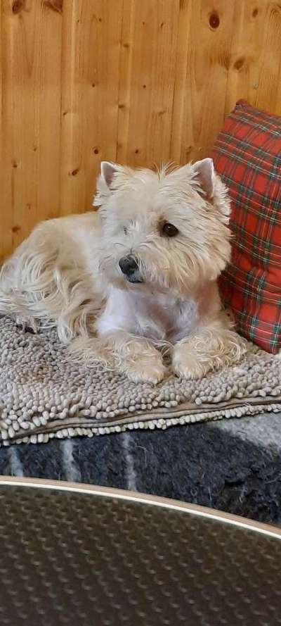 Westhighland white Terrier-Beitrag-Bild
