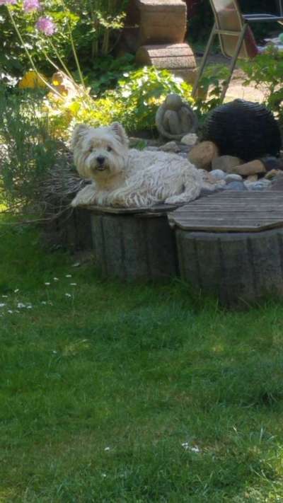 Westhighland white Terrier-Beitrag-Bild