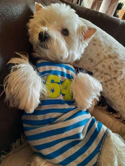 Die Dogorama Kalender Challenge Titelbild-Beitrag-Bild