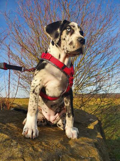 Challenge 23 : "  Euer Hund beim Frühlingserwachen "-Beitrag-Bild