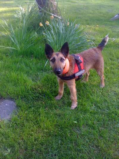 Seltene Rassen!-Beitrag-Bild