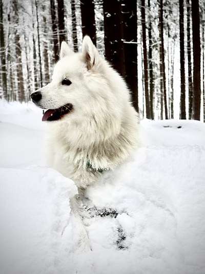 Nordische Hunde-Beitrag-Bild