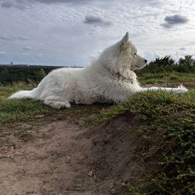 Hundetreffen-Suche mittelgroße bis große Hunde zum Toben-Bild