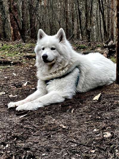 Samojede-Beitrag-Bild