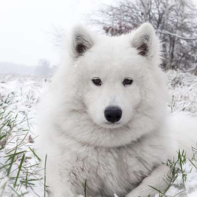 Nordische Hunde-Beitrag-Bild