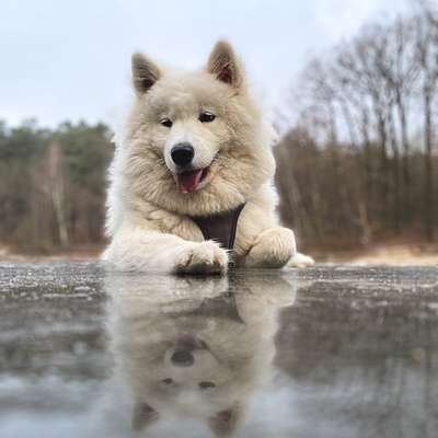 Nordische Hunde-Beitrag-Bild