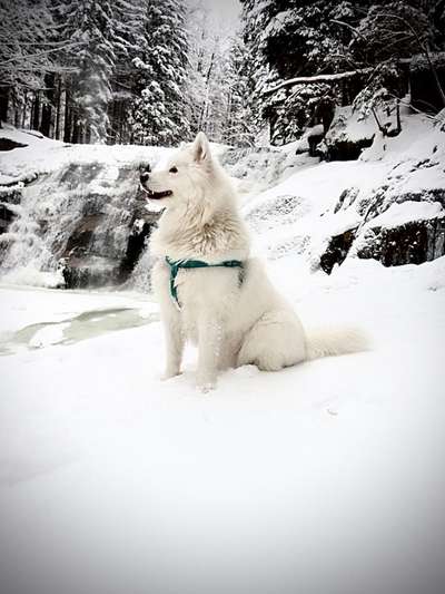 Nordische Hunde-Beitrag-Bild