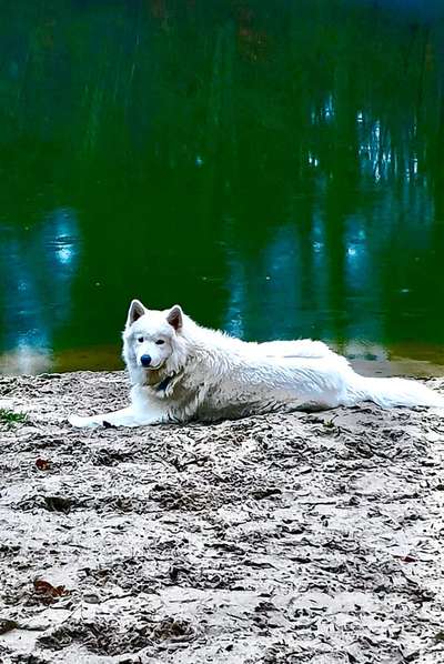 Nordische Hunde-Beitrag-Bild