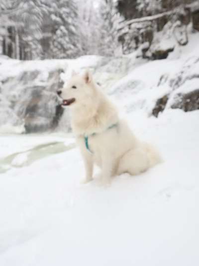 Nordische Hunde-Beitrag-Bild