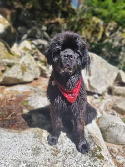 Neufundländer Freunde!-Beitrag-Bild